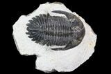 Bargain, Hollardops Trilobite - Visible Eye Facets #105991-2